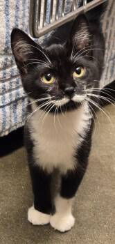 Jelly Mustache (and Peanut Butter Spot) -  Domestic Short Hair Cat for Adoption in Trenton, New Jersey - Jelly Mustache (and Peanut Butter Spot) | PetCurious