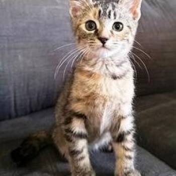 Belle -  Domestic Short Hair Cat Available for Adoption in Lebanon, Pennsylvania - Belle | PetCurious