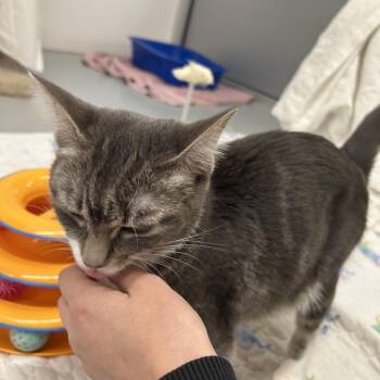 Granola -  Domestic Short Hair Cat for Adoption in Bedford, New Hampshire - Granola | PetCurious