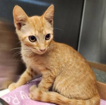 ACORN -  Domestic Short Hair Cat for Adoption in St. Louis, Missouri - ACORN | PetCurious