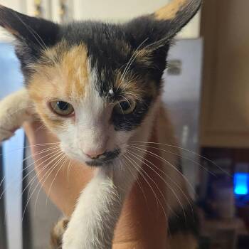 Rogue -  Domestic Short Hair Cat for Adoption in Hemet, California - Rogue | PetCurious