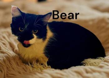 Domestic Medium Hair Cats Available for Adoption in Weems, Virginia - Bear | PetCurious