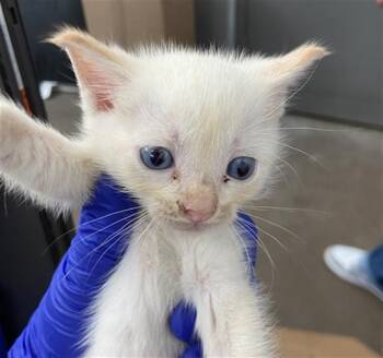 CUPID -  Domestic Short Hair Cat for Adoption in Dallas, Texas - CUPID | PetCurious