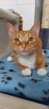 Rescue Domestic Short Hair Cats for Adoption in Hartwell, Georgia - 7369 Driver | PetCurious