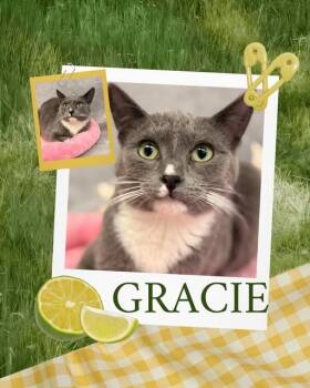 Domestic Medium Hair Cats Available for Adoption in Rensselaer, Indiana - Gracie | PetCurious