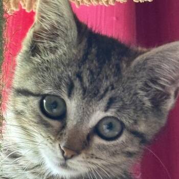 Daphne -  Domestic Short Hair Cat for Adoption in York, Pennsylvania - Daphne | PetCurious