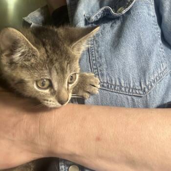 Hershey 2 -  Domestic Short Hair Cat for Adoption - Hershey 2 | PetCurious