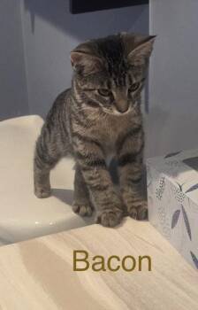 Bacon -  Domestic Short Hair Cat for Adoption in Cleveland, Ohio - Bacon | PetCurious
