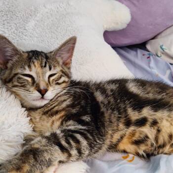 Chocolate Chip -  Tabby and Tortoiseshell Cat for Adoption in Washington, Pennsylvania - Chocolate Chip | PetCurious
