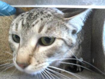A478200 -  Domestic Short Hair Cat for Adoption in Oklahoma City, Oklahoma - A478200 | PetCurious