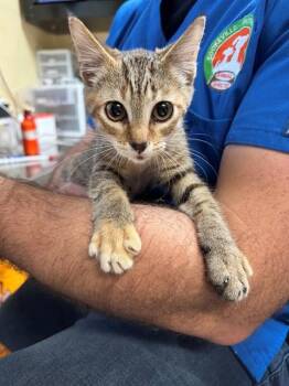 TEMMIE -  Domestic Short Hair Cat for Adoption in Cookeville, Tennessee - TEMMIE | PetCurious