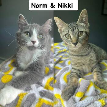 Norm / Nikki -  Domestic Medium Hair Cat for Adoption in Minneapolis, Minnesota - Norm / Nikki | PetCurious