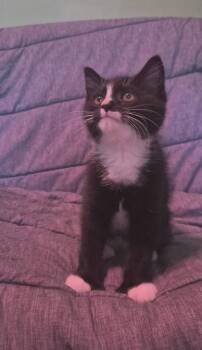 Zac -  Domestic Short Hair Cat for Adoption in Berwick, Pennsylvania - Zac | PetCurious