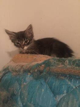 Domestic Long Hair Cats Available for Adoption - Firefly | PetCurious