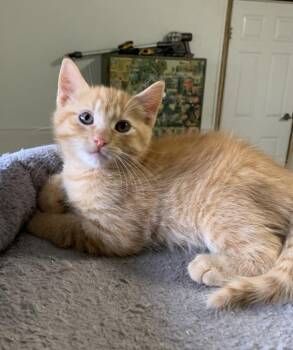 Flounder *in Foster* -  Domestic Short Hair Cat Available for Adoption in Salmon Arm, British Columbia - Flounder *in Foster* | PetCurious