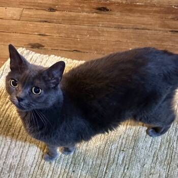 Rescue Domestic Short Hair Cats for Adoption in Foley, Alabama - TIFFANY | PetCurious