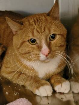 Rescue Domestic Short Hair Cats for Adoption in Burlington, Iowa - Chester | PetCurious