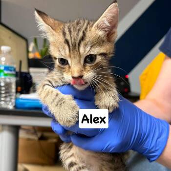 Alex -  Domestic Short Hair Cat for Adoption in Philadelphia, Pennsylvania - Alex | PetCurious