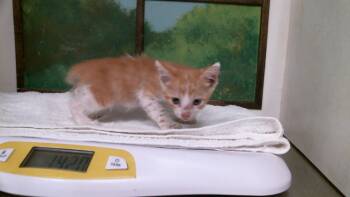 A2093986 -  Domestic Short Hair Cat for Adoption in Houston, Texas - A2093986 | PetCurious