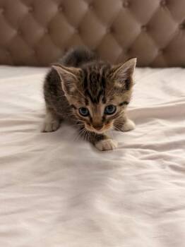 Domestic Short Hair Cats Available for Adoption in Newnan, Georgia - Mai Tai | PetCurious