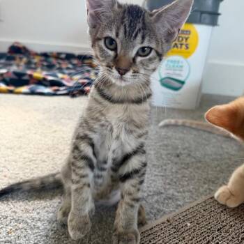 Jolene Saunders -  Domestic Short Hair Cat for Adoption in Eagle Mountain, Utah - Jolene Saunders | PetCurious