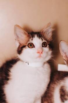 93849a Restricted -  Domestic Short Hair Cat for Adoption in North Charleston, South Carolina - 93849a Restricted | PetCurious