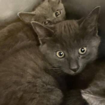 Domestic Short Hair Cats Available for Adoption in Lake Panasoffkee, Florida - King | PetCurious