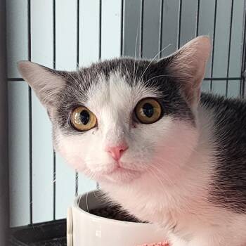 Domestic Short Hair Cats Available for Adoption in Fort Smith, Arkansas - Periwinkle (26-1593) | PetCurious