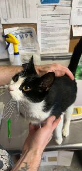 Rescue Domestic Short Hair Cats for Adoption in Bolivar, Missouri - Slasher | PetCurious