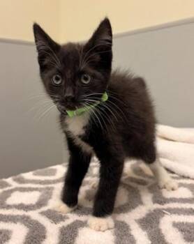 TOMMY -  Domestic Short Hair Cat for Adoption in Leesburg, Virginia - TOMMY | PetCurious
