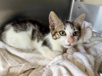 HISSTOPHER -  Domestic Short Hair Cat for Adoption in Santa Rosa, California - HISSTOPHER | PetCurious