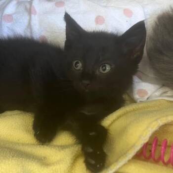 The Spicy Kittens - Jalapeno -  Domestic Short Hair Cat for Adoption in Washington, District Of Columbia - The Spicy Kittens - Jalapeno | PetCurious