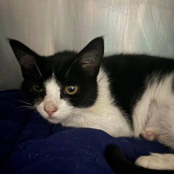 Domestic Short Hair Cats Available for Adoption in Lakeland, Florida - Pixi | PetCurious