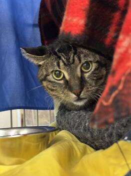 Nickel -  Domestic Short Hair Cat for Adoption in Sherwood, Oregon - Nickel | PetCurious