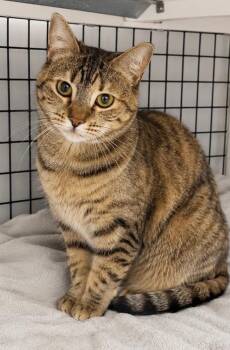 Hayat -  Domestic Short Hair Cat for Adoption in Trenton, New Jersey - Hayat | PetCurious