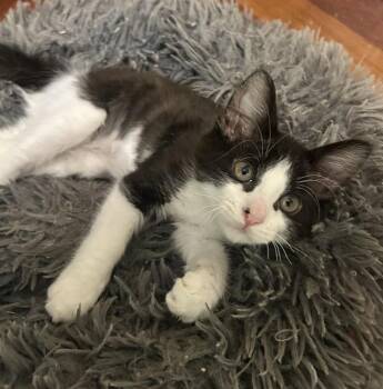 Oreo-Cookie Frosting -  Domestic Short Hair and Tuxedo Cat for Adoption in Chandler, Arizona - Oreo-Cookie Frosting | PetCurious