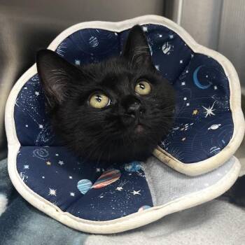 Domestic Medium Hair Cats Available for Adoption in Lakeland, Florida - Finley | PetCurious