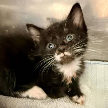 Dusty -  Domestic Short Hair Cat for Adoption in Palm Springs, California - Dusty | PetCurious