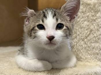 Vincent (A142942) -  Tabby Cat for Adoption in Burbank, California - Vincent (A142942) | PetCurious