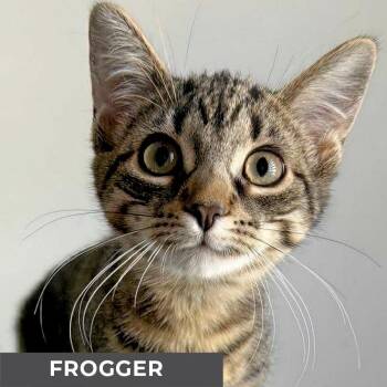 Rescue Domestic Short Hair Cats for Adoption in Toronto, Ontario - Frogger | PetCurious