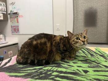 Gwen -  Domestic Short Hair Cat for Adoption in Kansas City, Missouri - Gwen | PetCurious