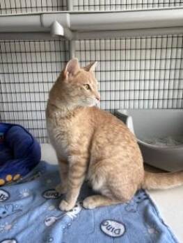 Domestic Short Hair Cats Available for Adoption in Black River Falls, Wisconsin - Butterscotch | PetCurious