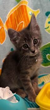 Ash -  Tabby Cat for Adoption in San Antonio, Texas - Ash | PetCurious