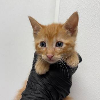 Needy Baby -  Domestic Short Hair Cat Available for Adoption in Abilene, Texas - Needy Baby | PetCurious
