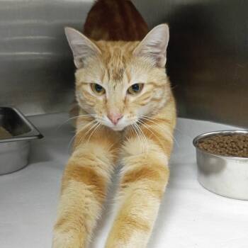 Domestic Short Hair Cats Available for Adoption in Fort Smith, Arkansas - Scott Pilgrim | PetCurious