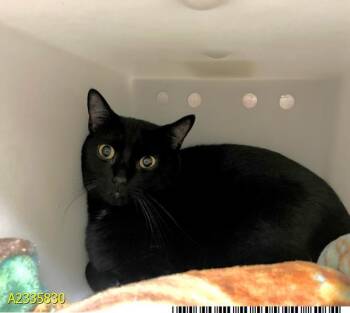 WHITEFOOT -  Domestic Short Hair Cat for Adoption in West Palm Beach, Florida - WHITEFOOT | PetCurious