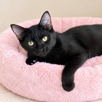 Naomi -  Domestic Short Hair Cat for Adoption in Long Beach, Washington - Naomi | PetCurious