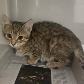 Mutt -  Domestic Short Hair Cat for Adoption in Phoenixville, Pennsylvania - Mutt | PetCurious