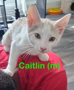 Rescue Domestic Short Hair Cats for Adoption in New Bern, North Carolina - CAITLIN J Kitten | PetCurious