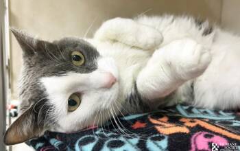 CHECKERS -  Domestic Short Hair Cat Available for Adoption in Hagerstown, Maryland - CHECKERS | PetCurious